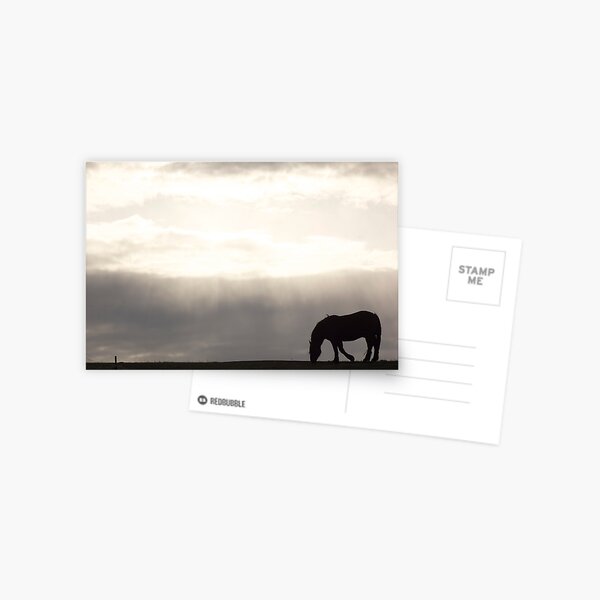 Dusk & Dew Postcard