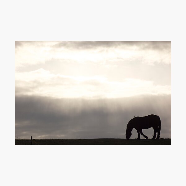 Dusk & Dew Photographic Print