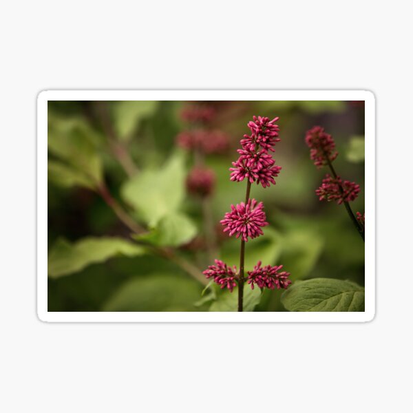 Cluster of lilac Sticker