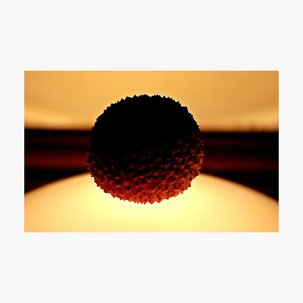 Leechy Photographic Print
