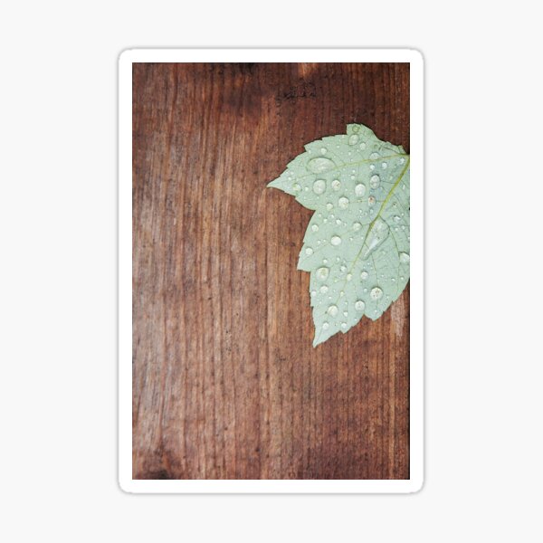 Maple leaf and rain droplets Sticker