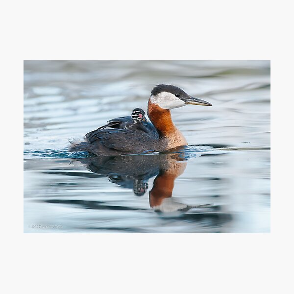 Red-Necked Grebe with Chick Photographic Print