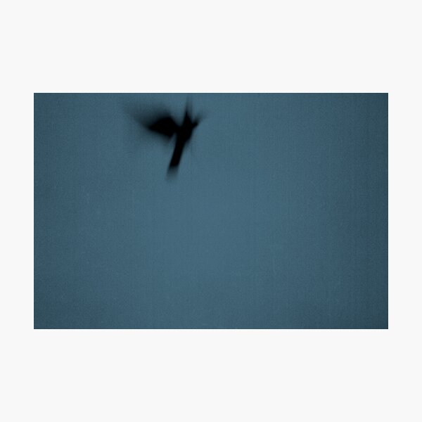 Crow Curtin University Photographic Print