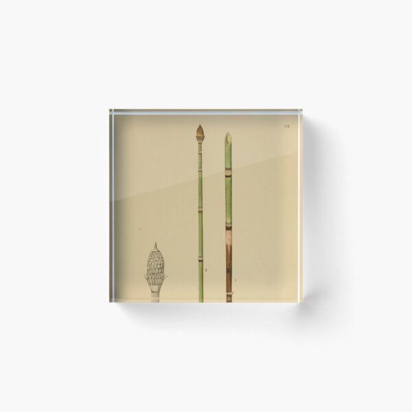 Item preview, Botanical Horsetail designed and sold by BlueSpecsStudio.