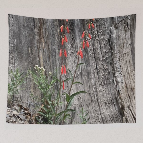 Item preview, Firecracker Penstemon designed and sold by GraceSage.