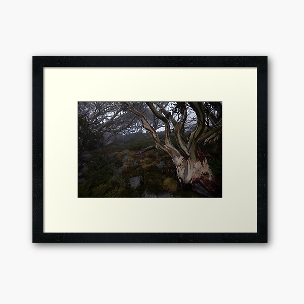 Charlotte Pass - Snow gums view 01 Framed Art Print
