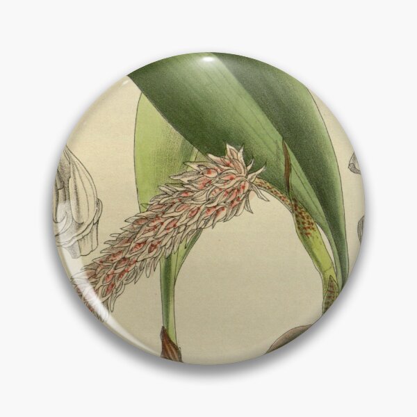 Item preview, Bulbophyllum lilacinum 143 8723 designed and sold by EsotericBotanic.
