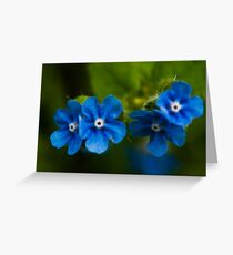 Salix Eugenes Greeting Card