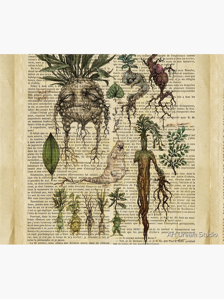 Botanical print, on old book page - Mandragora Tapestry for Sale by Art  Dream Studio
