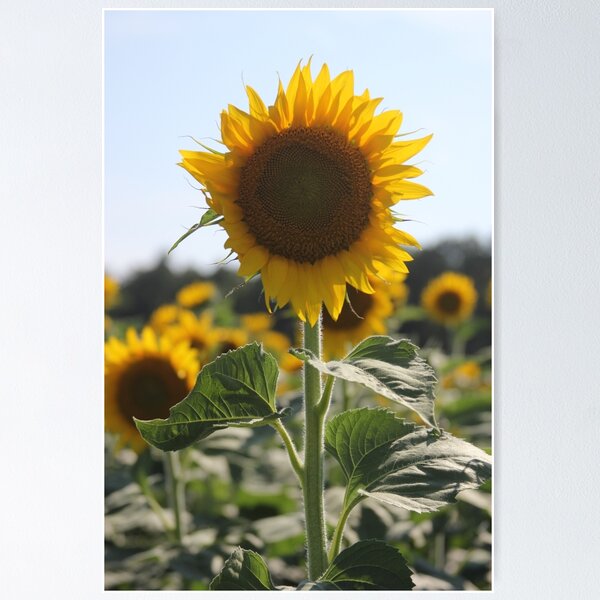 Item preview, South Carolina Sunflower designed and sold by sheik1.