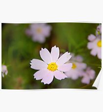 Light Pink Wildflowers Poster