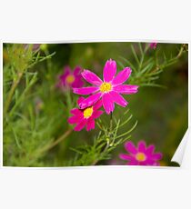 Dark Pink Wildflowers Poster