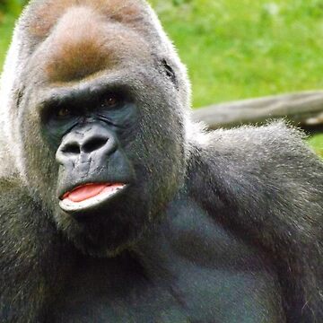 Pillow of Lowland gorilla adult male silverback in zoo, USA