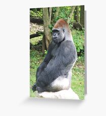 Male Silverback Lowland Gorilla at Kansas City Zoo 2 Greeting Card