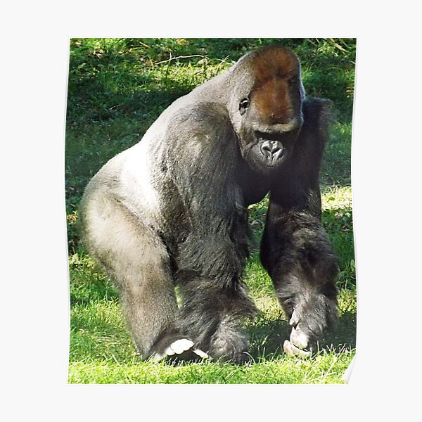 Männlicher Silberrücken-Tieflandgorilla bei Kansas City Zoo Poster