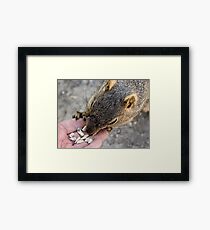 Sunflower seeds for a friend Framed Print