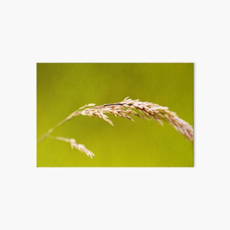Yorkshire Fog Grass Art Board Print