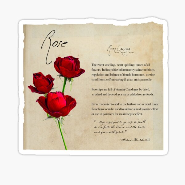 Herbal Apothecary: Rose Sticker