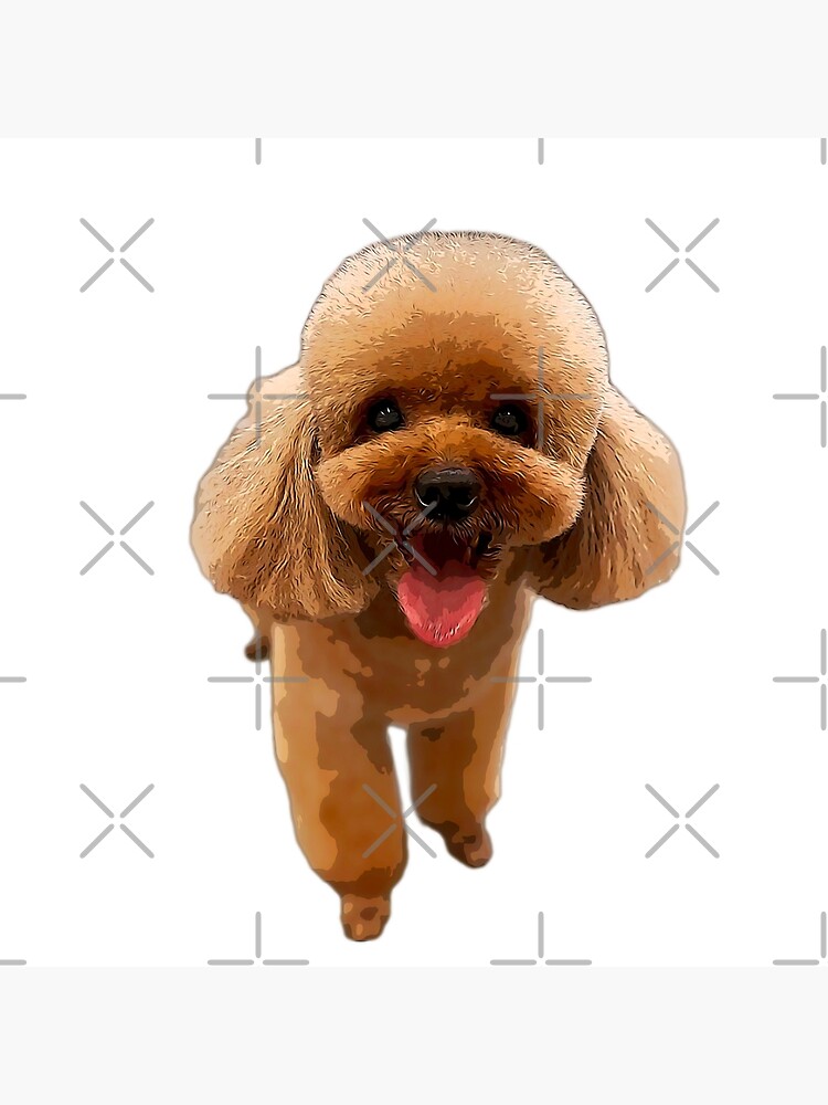 Toy Poodle Gorgeous Mini Dog Teddy | Art Board Print