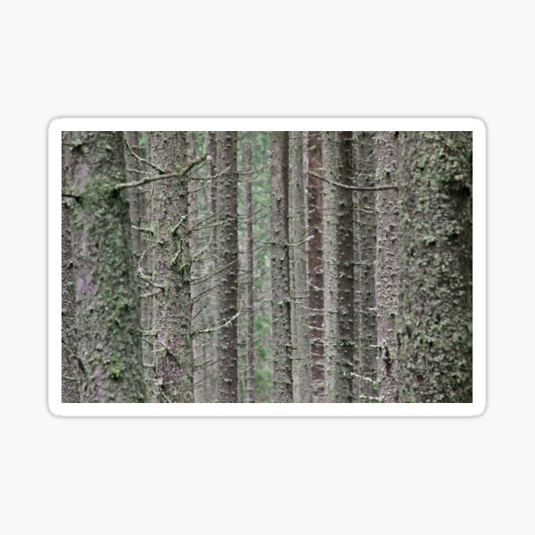 Pine tree trunks covered in moss Sticker