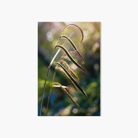 Pendulous Sedge Carex Pendula Art Board Print