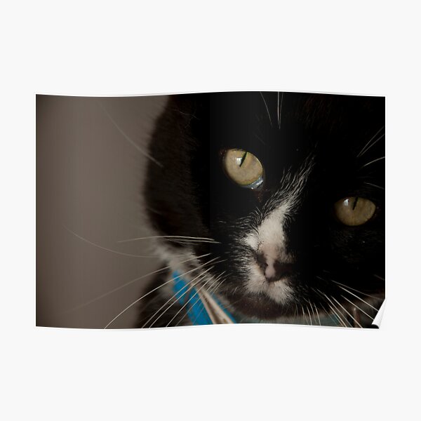 Am I cute or what?! Poster
