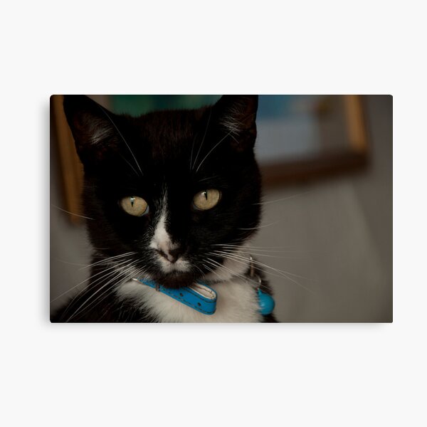 It's hard being this adorable Canvas Print