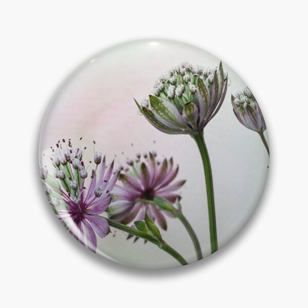 Item preview,  Astrantia in bloom. designed and sold by John Ray.