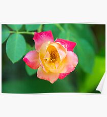 Tri-Color Rose Poster