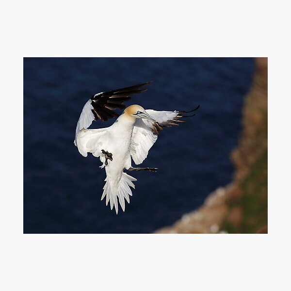 Item preview, Northern Gannet designed and sold by Grant Glendinning.