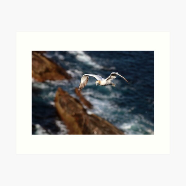 Item preview, Northern Gannet in flight designed and sold by Grant Glendinning.
