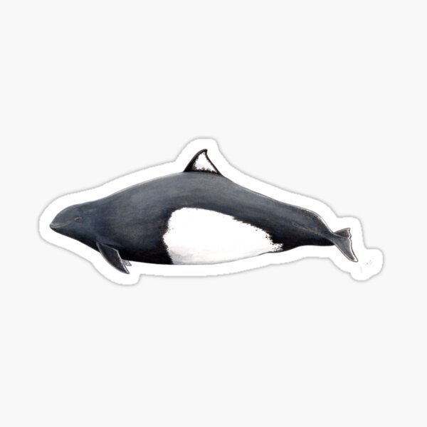 Item preview, Dall´s porpoise designed and sold by chloeyzoard.