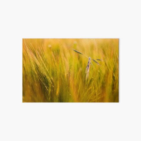 Oat alone Art Board Print