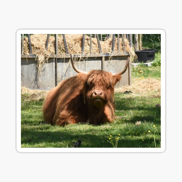 Highland cow Sticker
