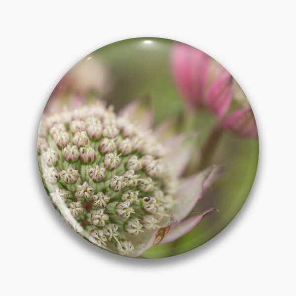 Item preview,  Masterwort. designed and sold by John Ray.