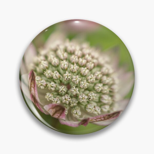 Item preview,  Astrantia designed and sold by John Ray.