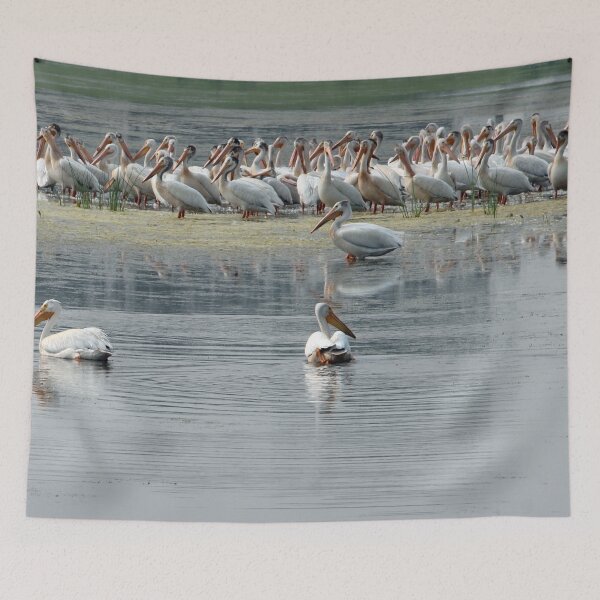 Item preview, American Pelican Flock by Water designed and sold by Susie Kramer.