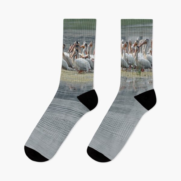 Item preview, American Pelican Flock by Water designed and sold by Susie Kramer.
