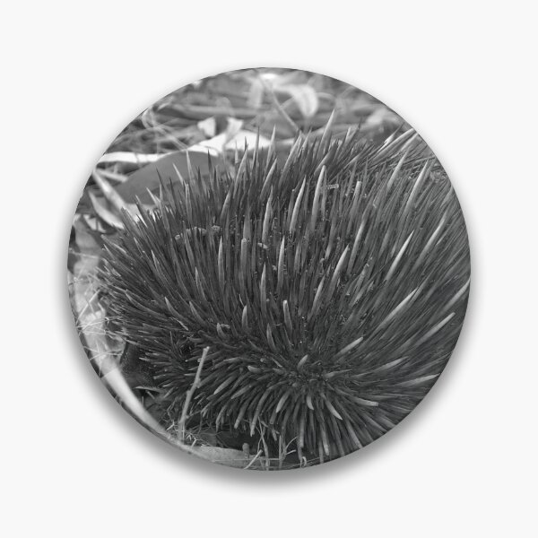 Item preview, Echidnas An Echidna In The Scrub - Landscape, Black and White designed and sold by Jason Gilbert.