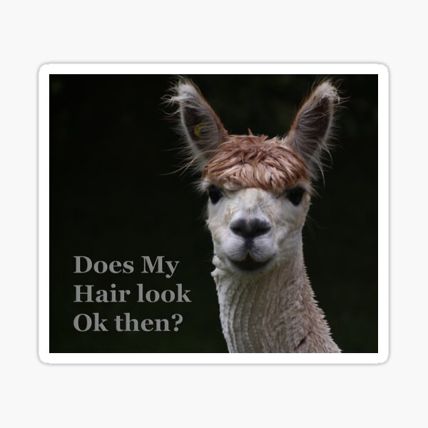 alpaca funny hair style Sticker