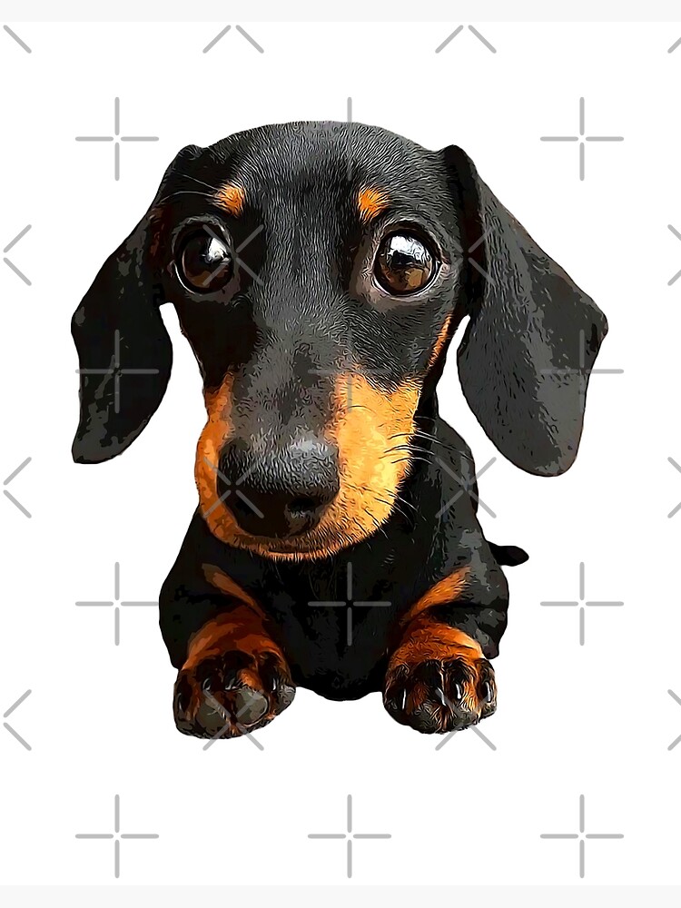 Dachshund Puppy Eyes Cute Dog\