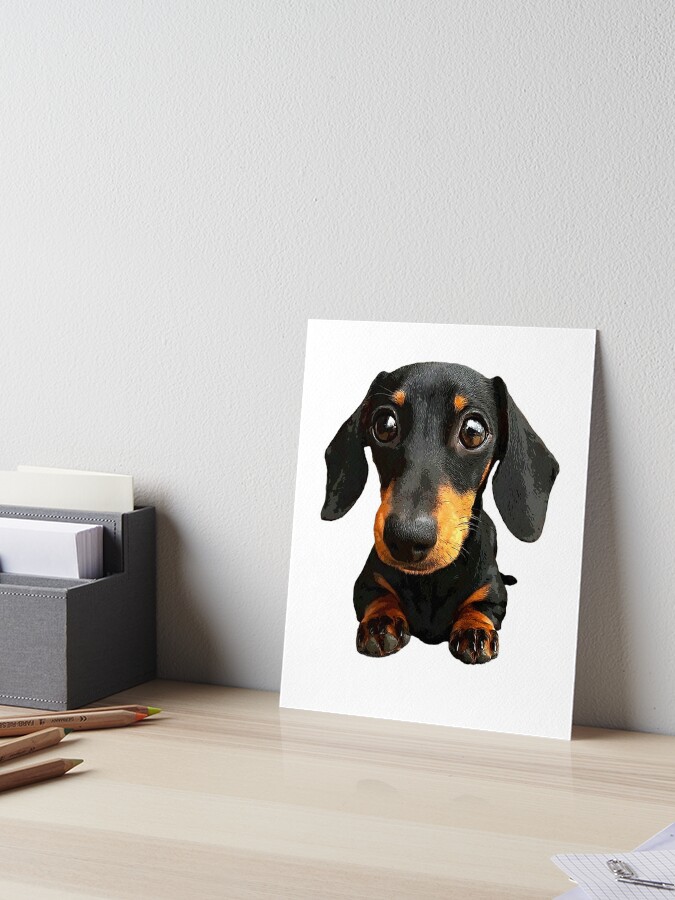 Doxie Dachshund merle dapple dog cute must have dog accessories