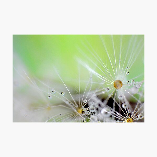 Item preview, Dandelion Raindrops designed and sold by Kathie Nichols.