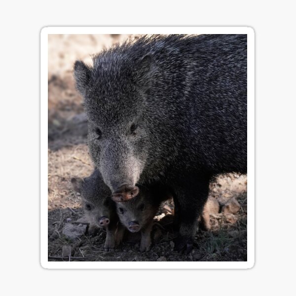 Mama Javelina with her Piglings Sticker