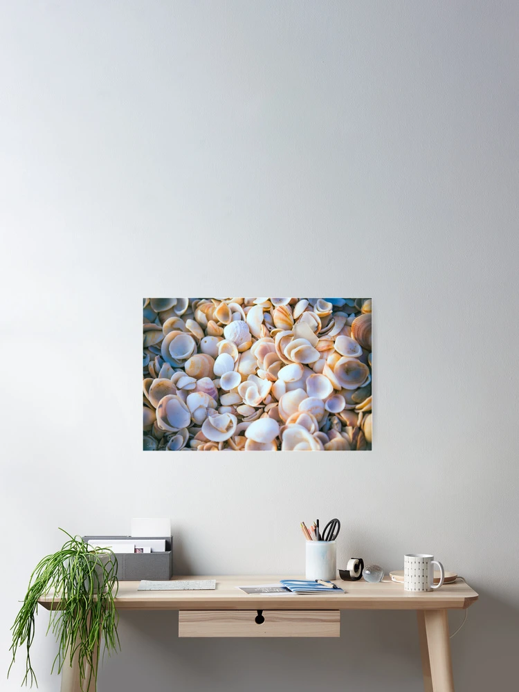 Thumbnail 2 of 3, Poster, Shell Collection designed and sold by SharonYanai.