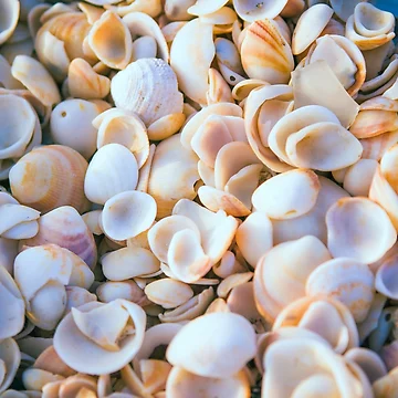 Artwork thumbnail, Shell Collection by SharonYanai