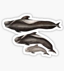 Short-finned Pilot whale Sticker