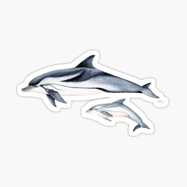 Gestreifter Delphin Sticker