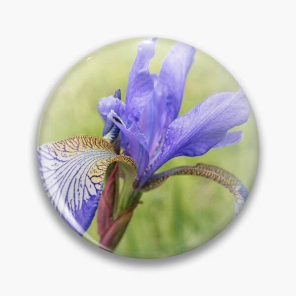 Artikelvorschau, Blaue Iris entworfen und verkauft von Lynn Bolt.