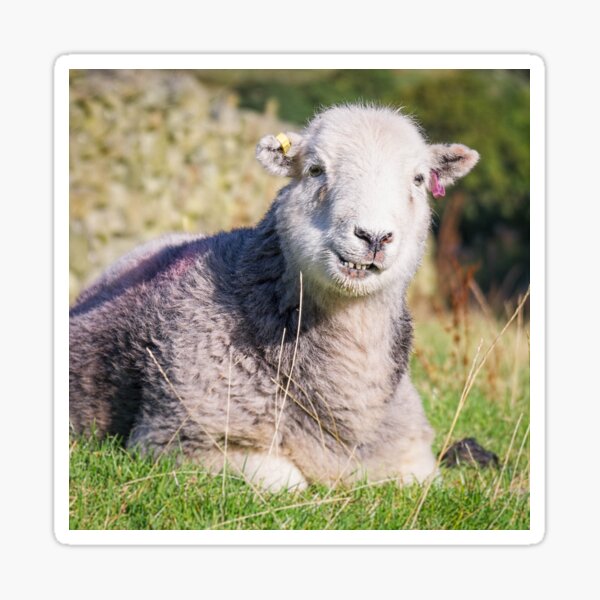 Happy Herdwick Sheep, Lake District Sticker